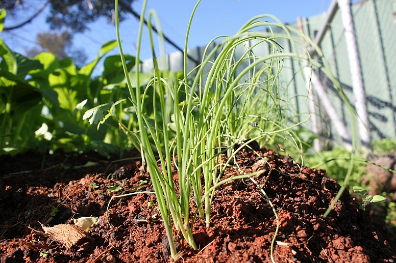 home veggie patch