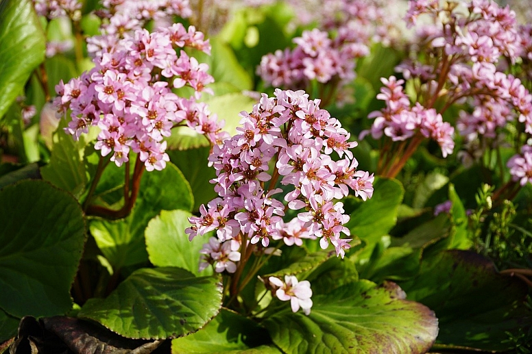 pink bergenia