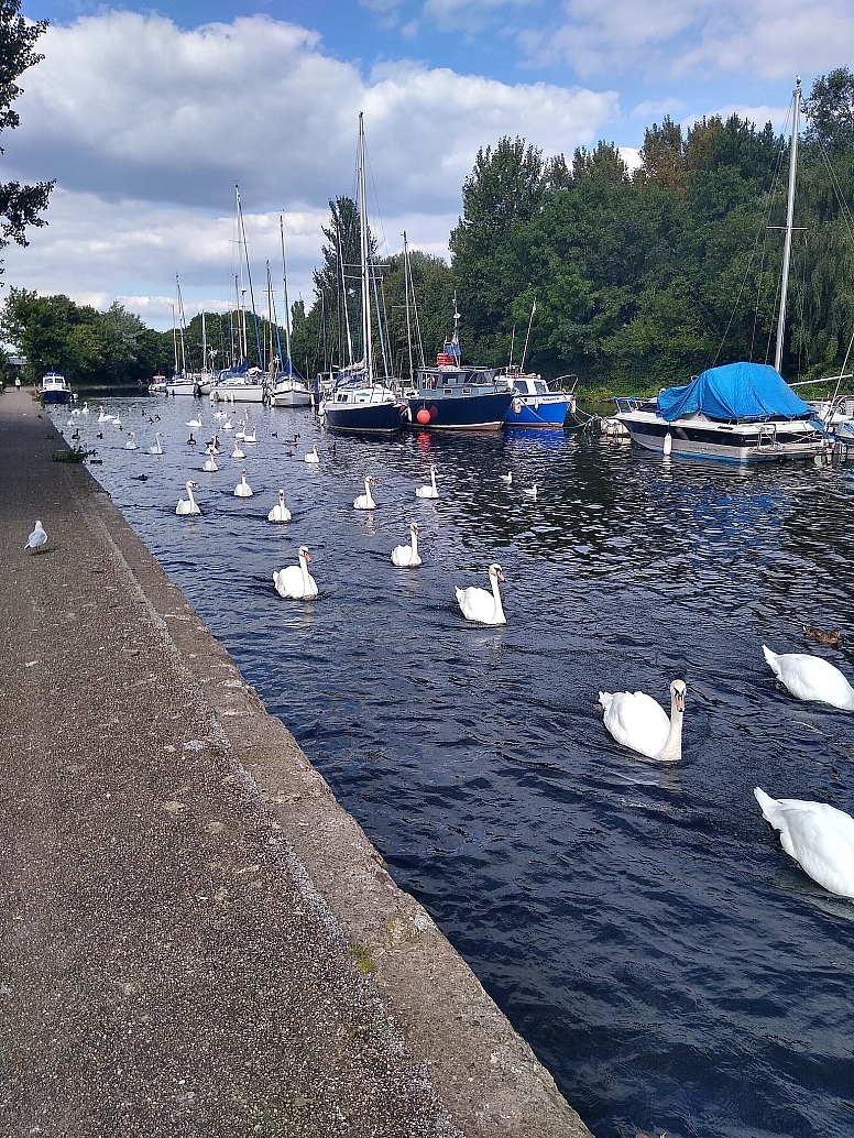 sankey canal spike island widnes